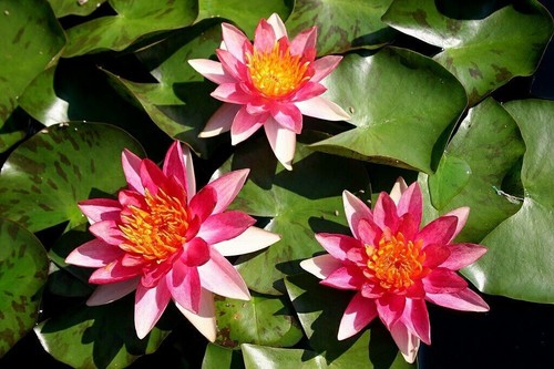 Little sue dwarf small - sue, pond