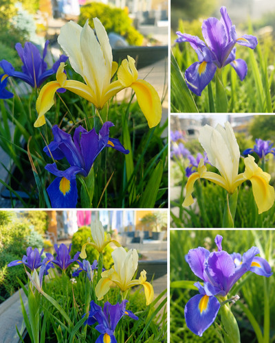 100 iris mix colour late - mix,