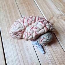 Vintage brain 🧠 ~