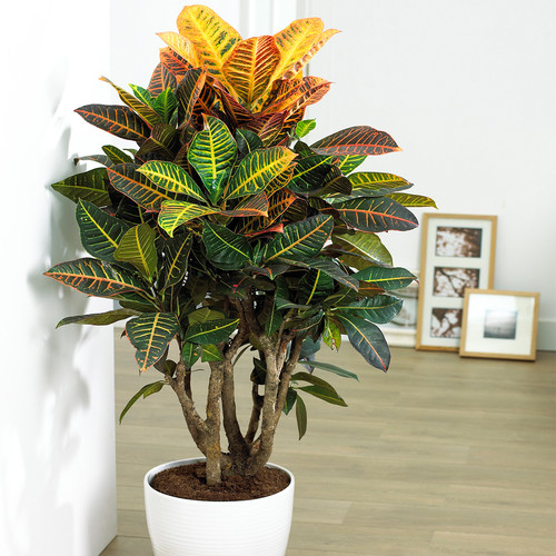 Codiaeum petra plant vibrant - petra,