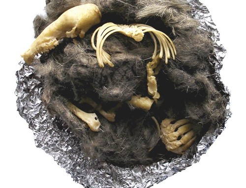Barn owl pellets - barn, 20)