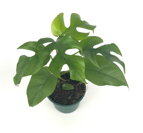 Mini monstera rhaphidophora - mini,