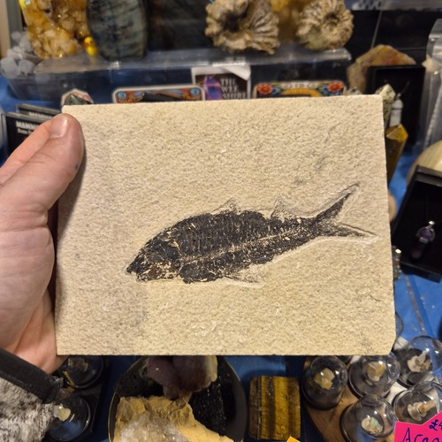 Diplomystus fish fossil - , in