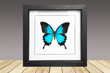 Framed real  butterfly, Papilio Ulysses