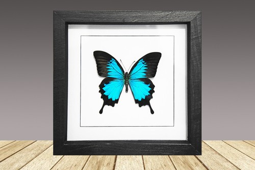 Framed real butterfly - real,