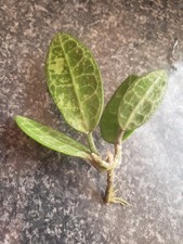 Hoya Elipthica rooted cutting 🌿🍂🍁