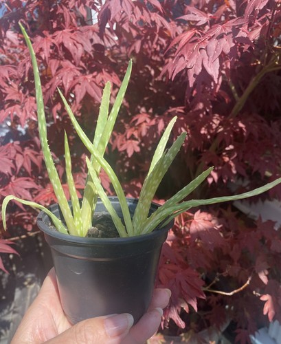 Aloe vera plants easy - 3,