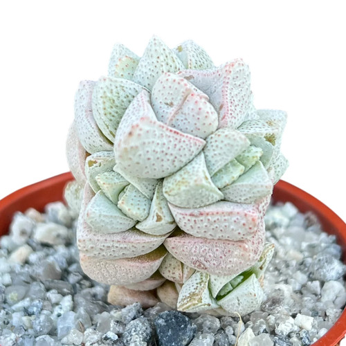 Crassula deceptor uk grown - crassula,