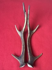PAIR OF SIKA DEER ANTLERS 198g.   aprox. 29,5/30cm.