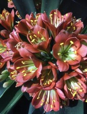 2 x Clivia miniata BRONZE seeds. UK National Collection holders