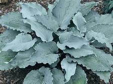 Hosta Skywriter ( Pot Grown