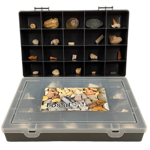 Large fossil gift - fossil, set