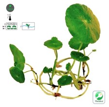 Hydrocotyle Leu. -Brazilian Pennywort (3x) Live Aquarium Plants Fish Shrimp Tank