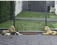 Large Pair Stone Lion Statues Gold  Garden Ornament 