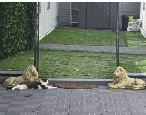 Large pair stone lion statues - large,