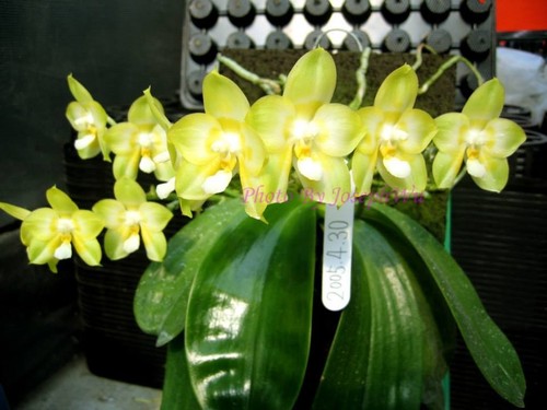 Phalaenopsis joy spring canary - phalaenopsis,