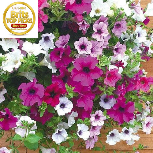 24x surfinia trailing petunia - 24x,