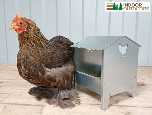 Bantam polish chicken ducks - polish,