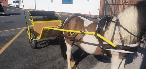 Driving harness cob havana - driving,