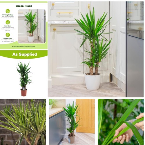 Bold yucca houseplant with - houseplant,