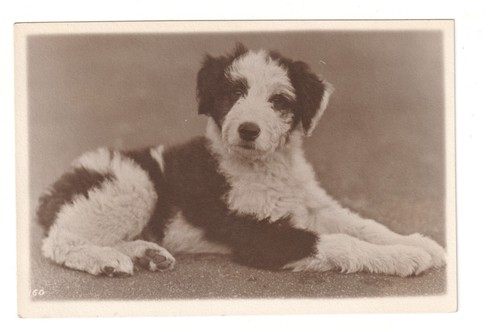 Old english sheepdog puppy - sheepdog,
