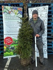 10x 5ft English Yew Hedging