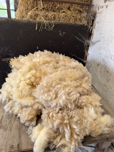 Sheep unwashed raw - ,