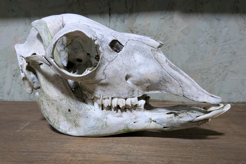 Alpaca skull taxidermy - skull,,