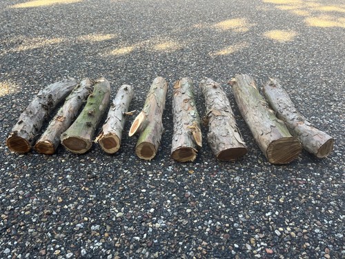 Yew wood logs for - yew,