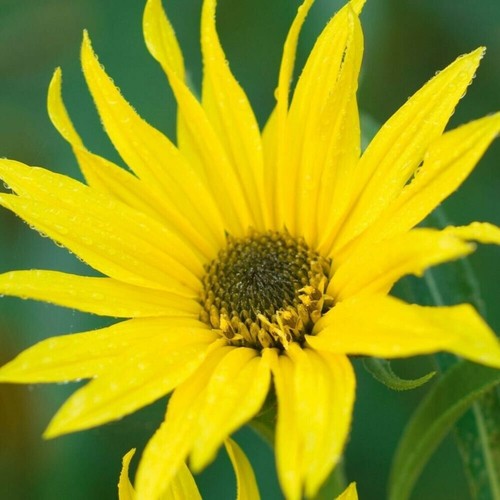 Helianthus maximiliani yellow - helianthus,