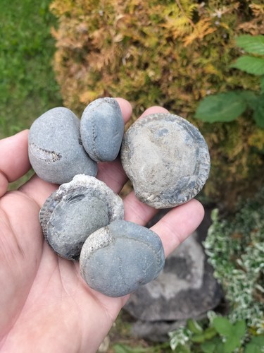 Small medium split - 5, x