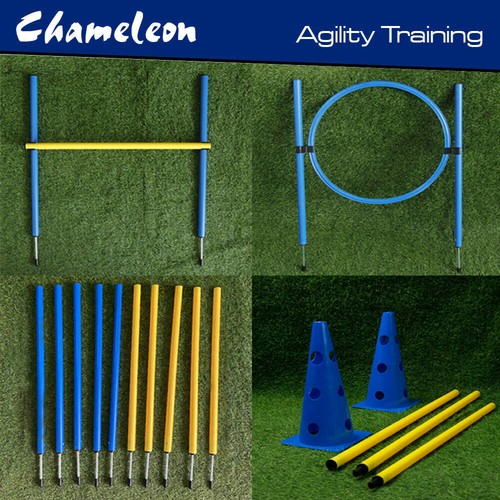 Dog agility training - ,