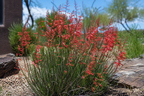 Red yucca hesperaloe - yucca,