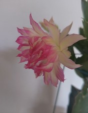 Rare Christmas Cactus AN038