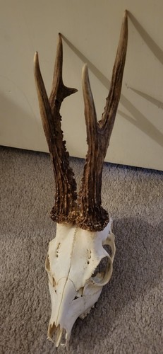 Roe deer antlers - roe, grams
