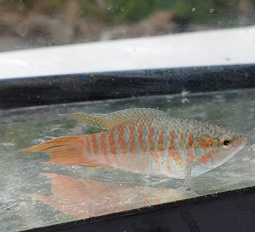 Blue paradise gourami - paradise, –