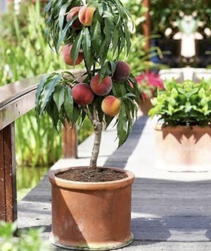 The best peach tree - , seedlings