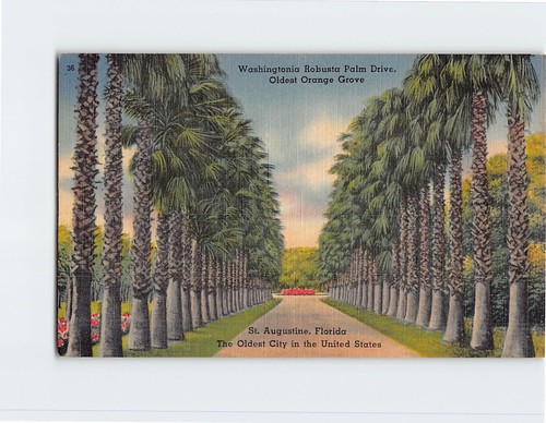 Postcard washingtonia robusta - washingtonia,