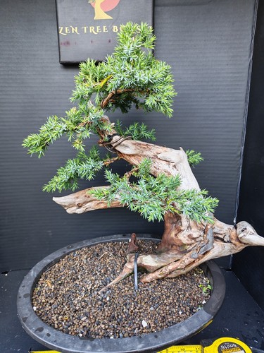 Tanuki needle juniper bonsai - )tanuki,