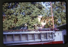 Dalmatian Dog / Fire Truck -