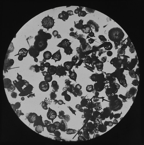 Microscope photo polycystine - photo, x