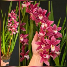Cymbidium Red. 1 Spike. 14cm