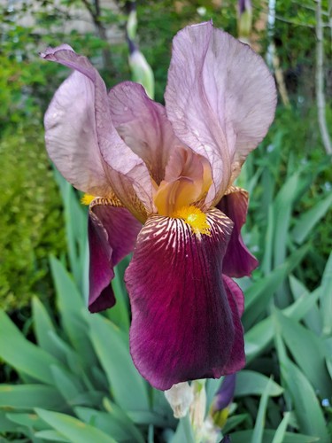 Iris germanica indian - 2x,
