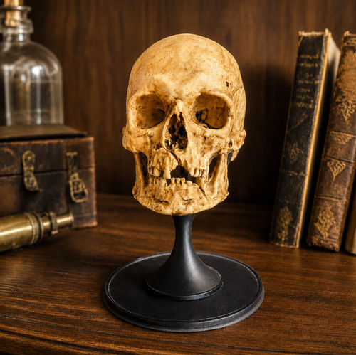 Human skull replica stand - skull, |