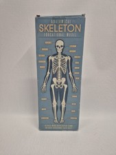 Anatomical Skeleton Education