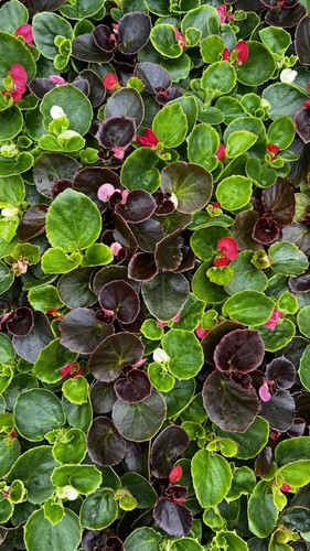 Begonia sempelflorens - 60,