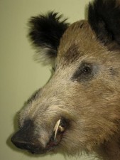 Wild boar head. Beautifully
