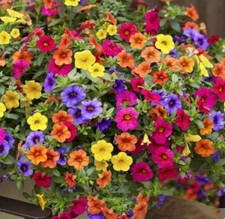 Flower Seeds 80+ Varieties Petunia Alyssum Rudbeckia Sweet Pea Aster Sunflower