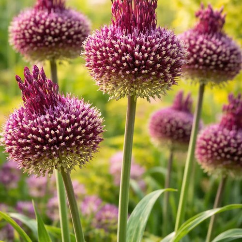 Allium red mohican bulbs - bulbs, |