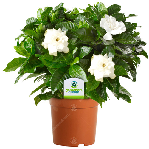 Gardenia jasminoides 1 plant - gardenia,